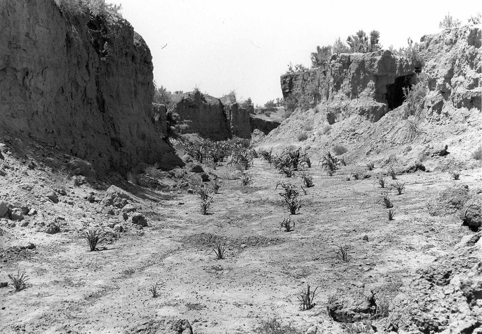 Corn field in a arroyo in the Oraiyvi valley