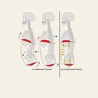 3 Postural Adaptations to Conditioning