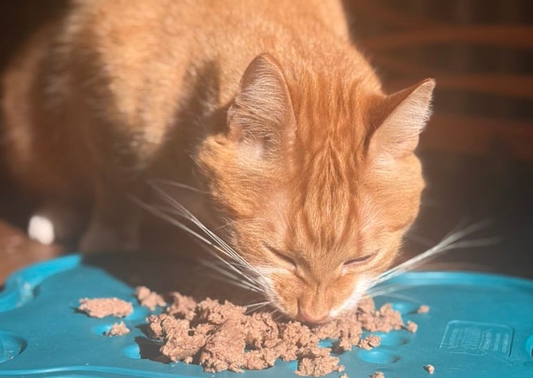 An orange cat ravenously devouring Evermore