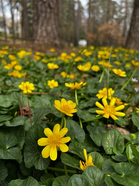 lesser celandine, trillium, violets, virginia spring beauty