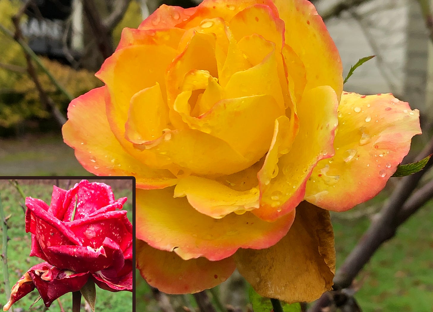 A large yellow rose with raindrops on it, with a small dying red blossom inset.