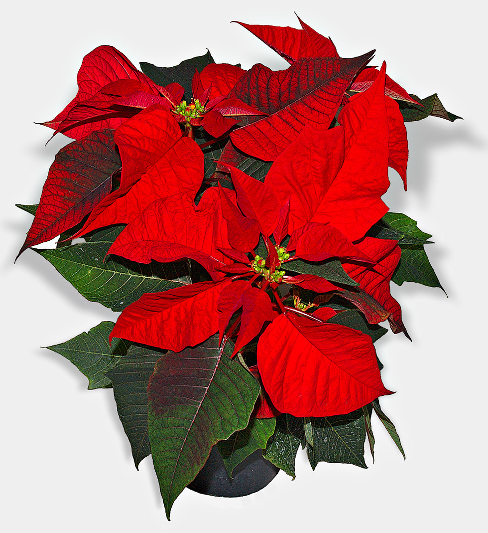 A potted plant sits against a white background. Its terminal leaves are crimson red, while the others are dark green.