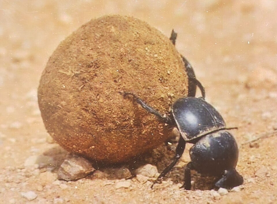 https://upload.wikimedia.org/wikipedia/commons/thumb/3/34/Dung_beetle_1.jpg/960px-Dung_beetle_1.jpg?utm_source=commons.wikimedia.org&utm_campaign=index&utm_content=thumbnail