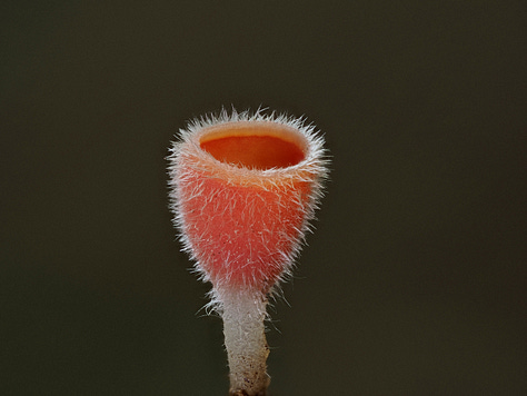 small pink fuzzy cup mushroom