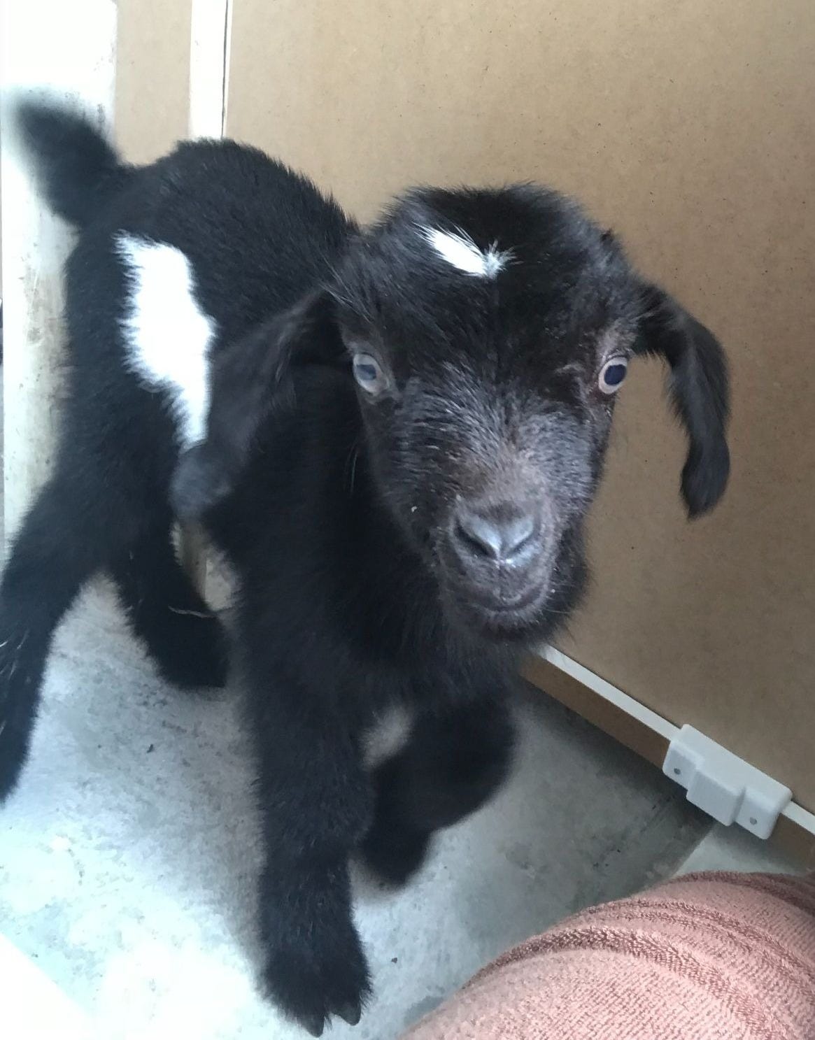 First photo of Moo Baah