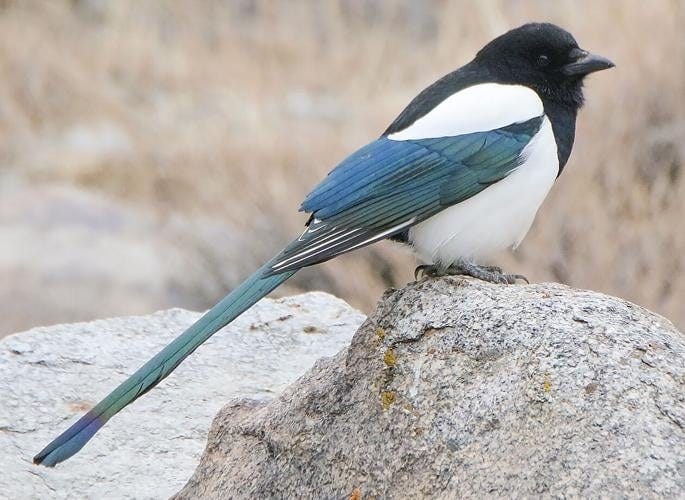 Western Magpie an eastern delight | Words on Birds | Pikes Peak Courier |  gazette.com
