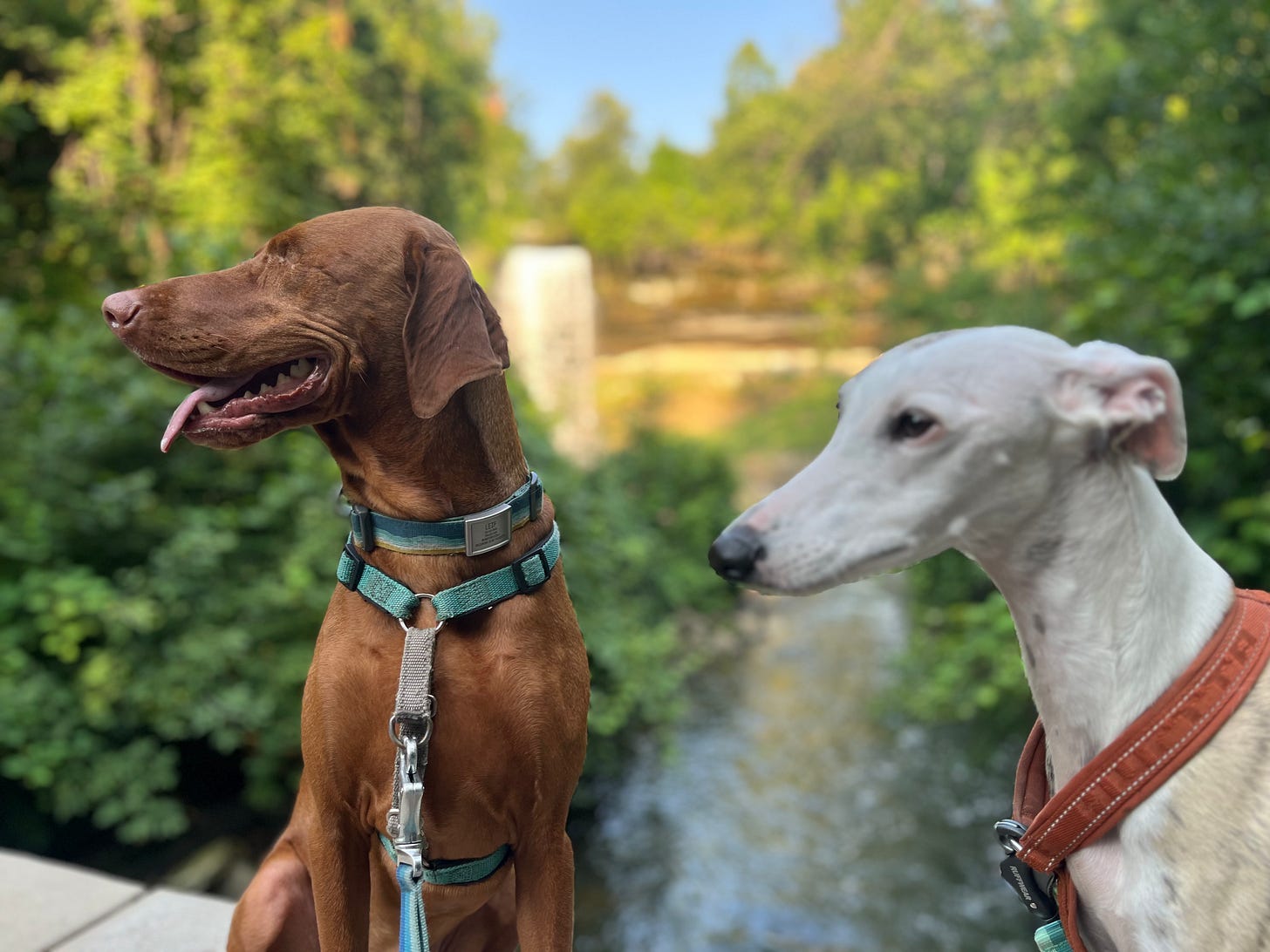 Lief the one eyed Vizla and Vera the Whippet pose for the camera on an adventure outside. 