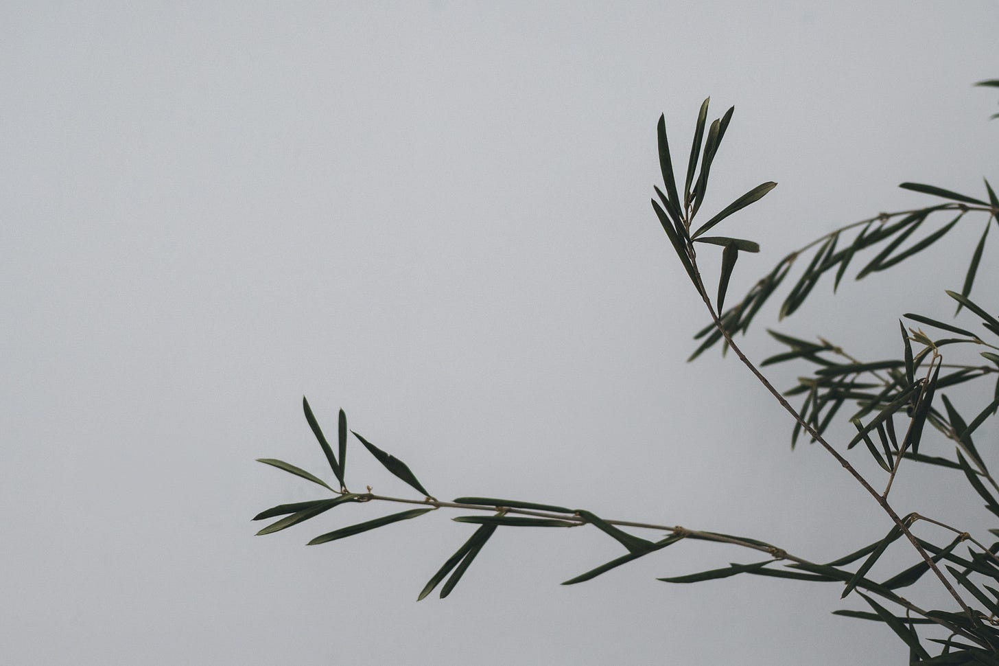 minimalist photos with detail of an olive branch on a mantel with lots of white space