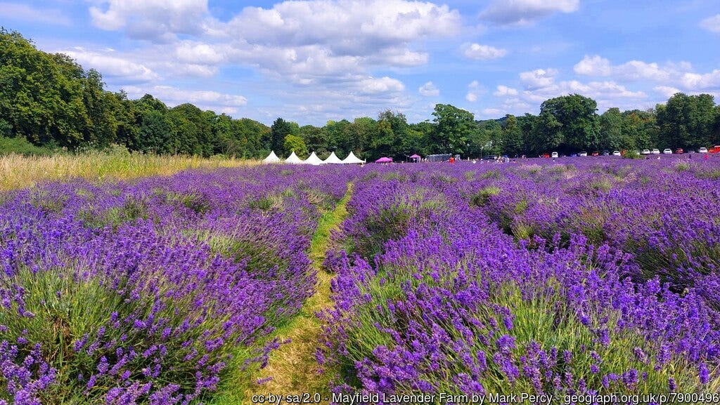 Lavender fields, Carshalton