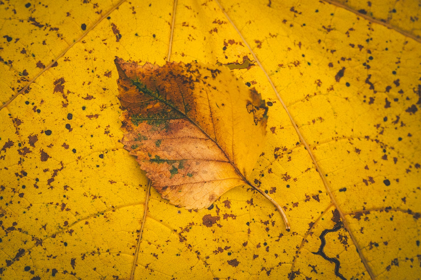 A yellow leaf on a bigger yellow leaf.