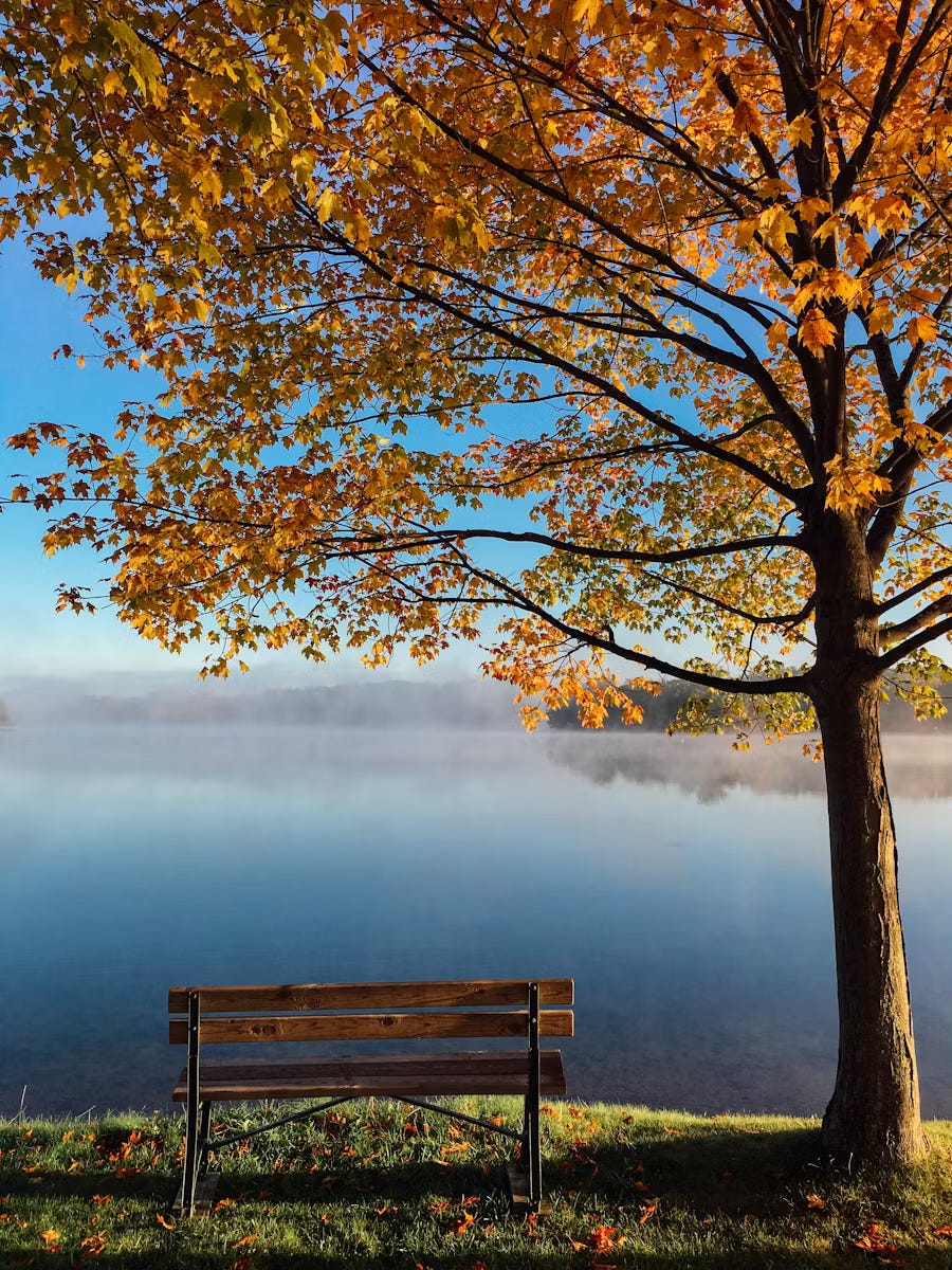 a tree witnessing season changes