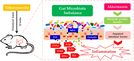 A diagram of the gut microbiota imbalance
AI-generated content may be incorrect. A diagram of the gut microbiota imbalance
AI-generated content may be incorrect.