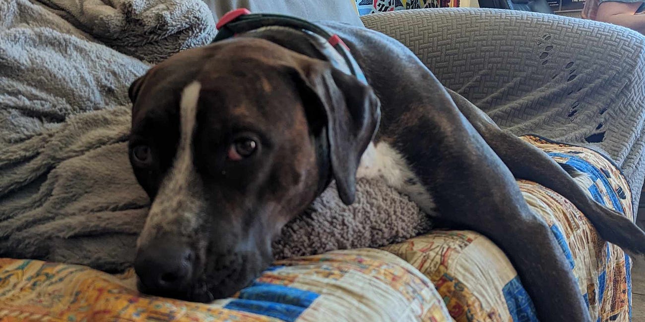 How Dog Governments Work