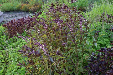 basil plants in an herb garden