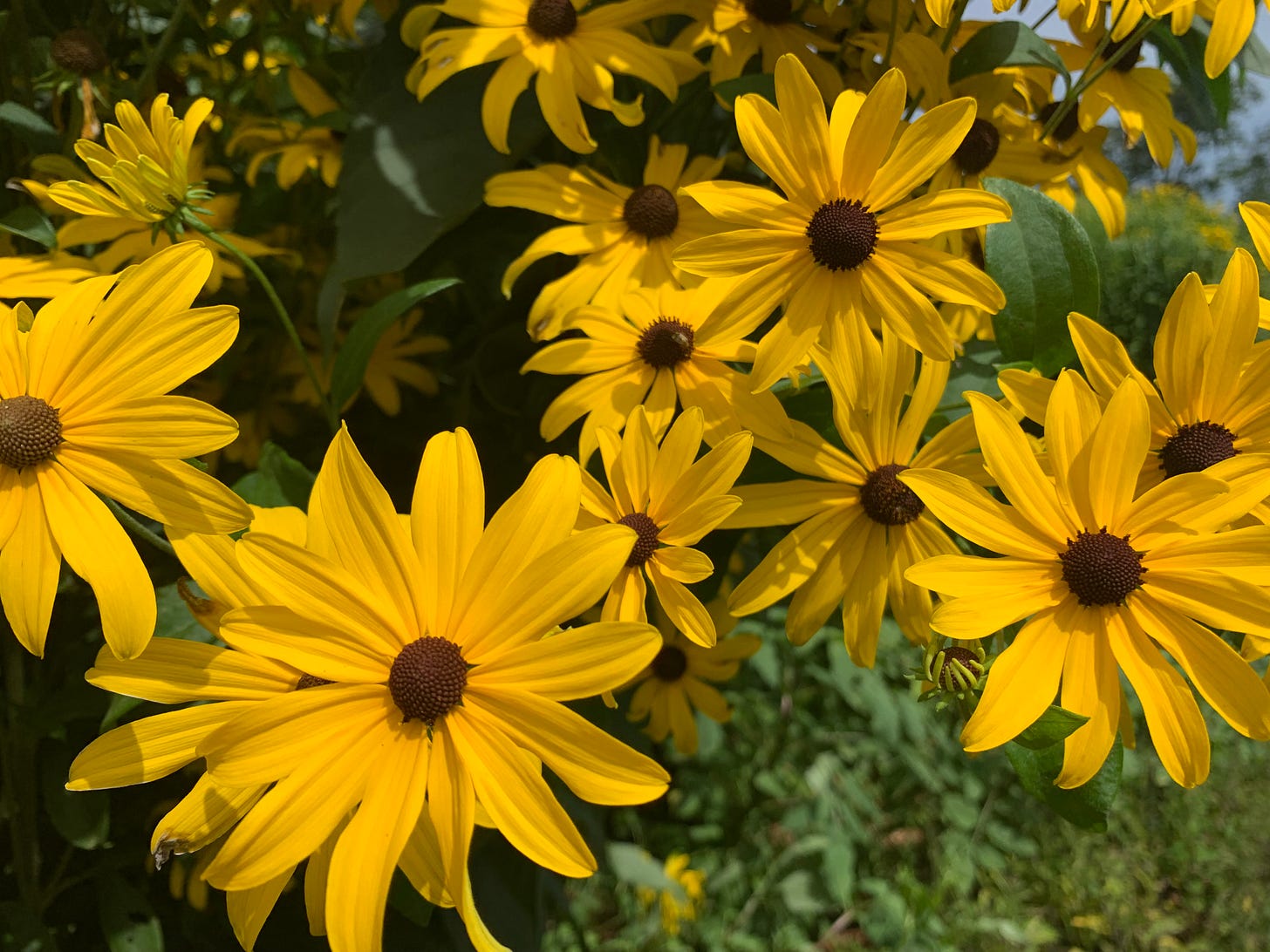 Yellow flowers in a garden