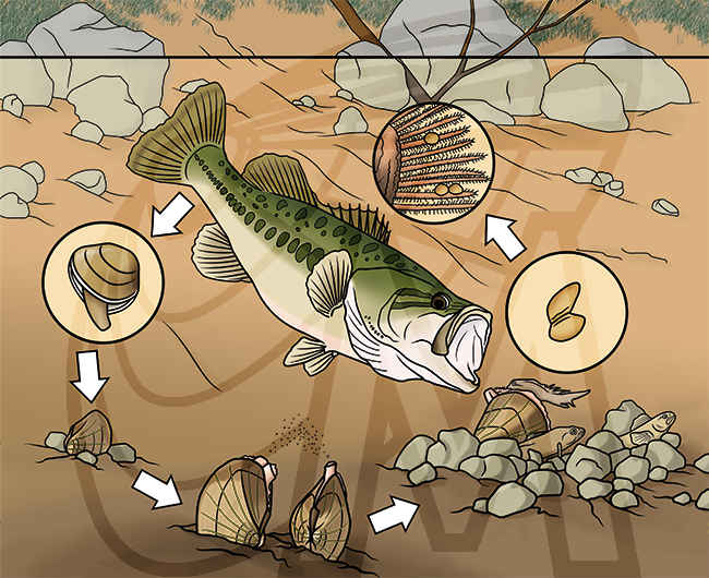 Diagram depict the stations of the freshwater mussel life cycle.