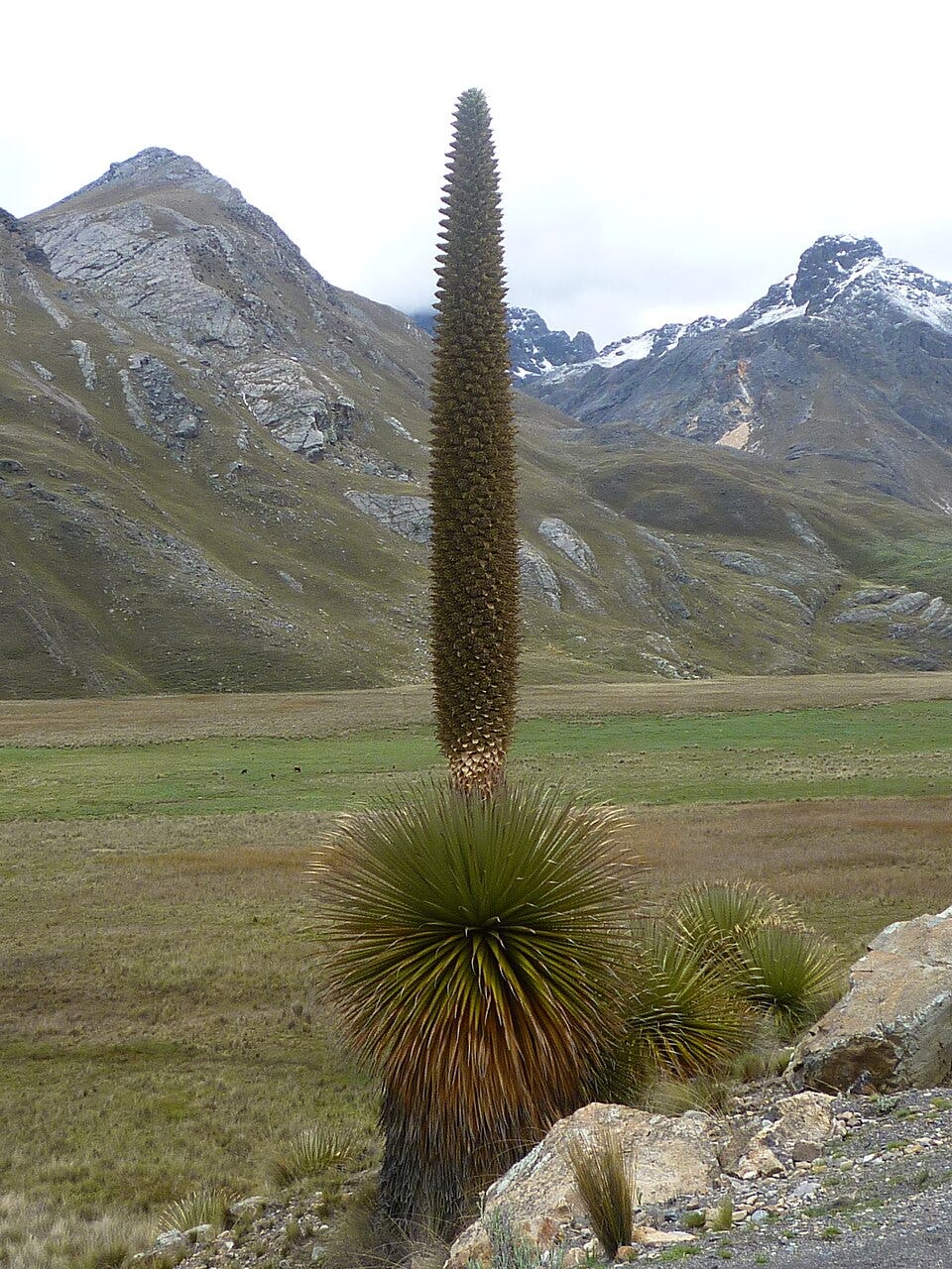 Description de l'image La Puya Raimondi.jpg.