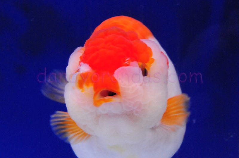 Red/White Crystal Ranchu » DandyOrandas.com