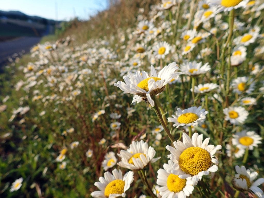 Oxeye Daisy (Leucanthemum vulgare), along roadside in Yamhill County, Oregon. Yes, Oxeye Daisies are considered "invasive" though not a threat to intact native habitat. Oxeye Daisy (Leucanthemum vulgare), along roadside in Yamhill County, Oregon. Yes, Oxeye Daisies are considered "invasive" though not a threat to intact native habitat.