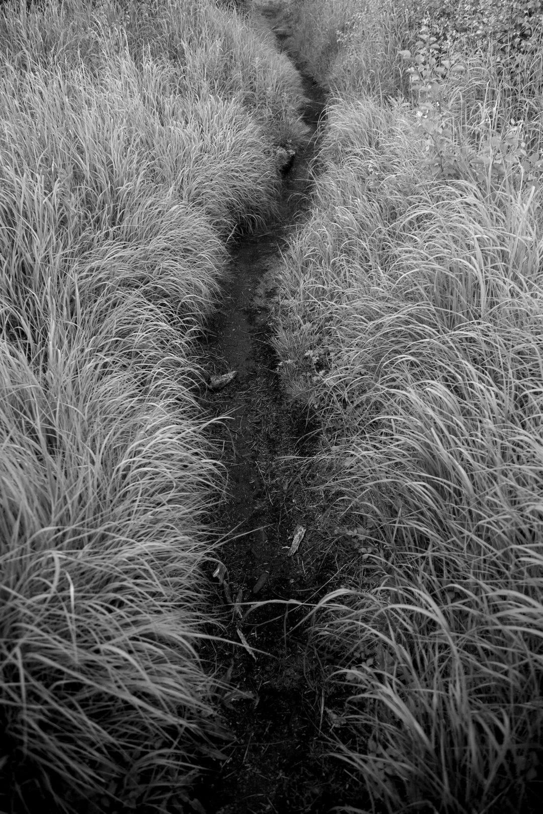 a plant in a grassy field a plant in a grassy field