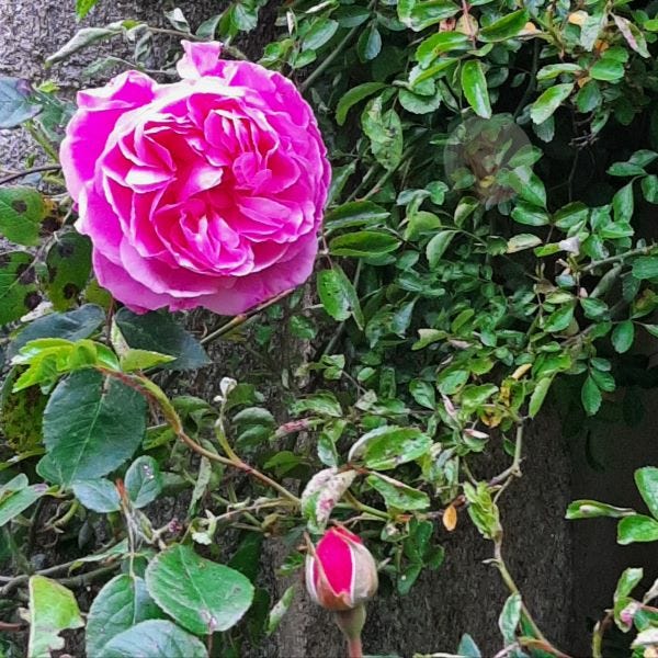 Roses The Creatrix Experience ©2024 Elizabeth des Roches