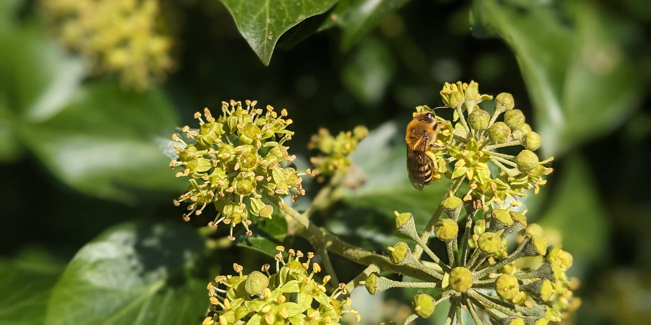 What's that buzzing?
