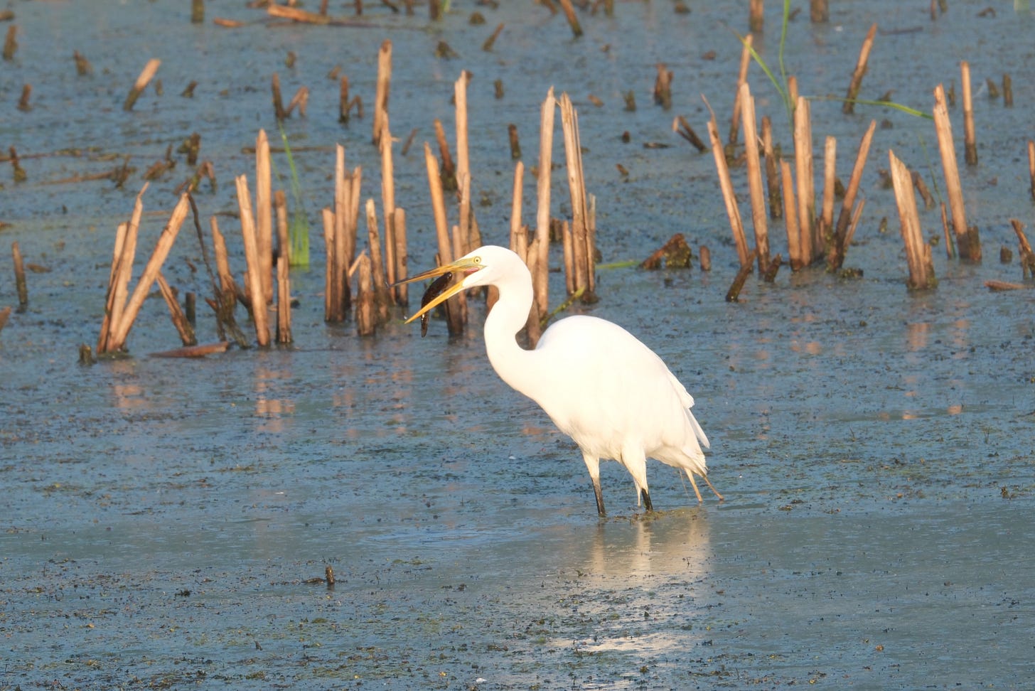 A Great Egret has it's yellow beak open and a black fish is visible in the opening. The egret stand in low, marshy water with last seasons cattails standing behind it.