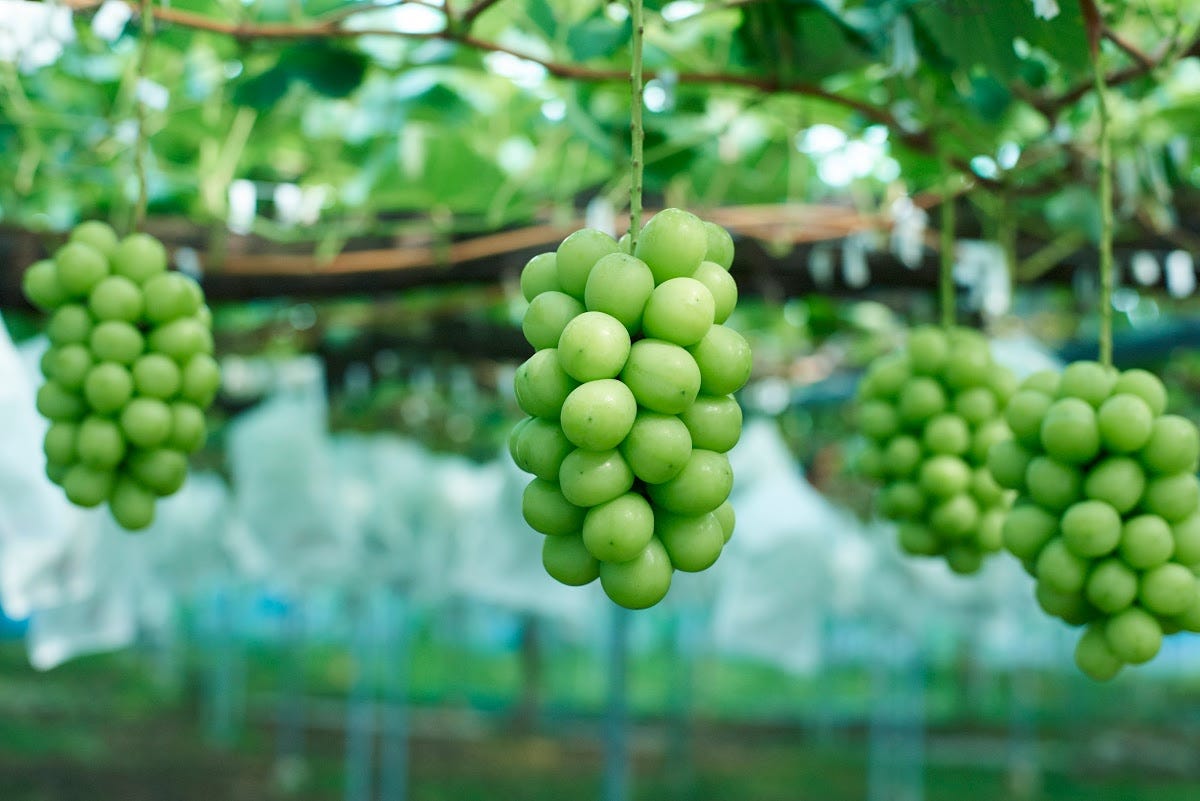 The Taste and Beauty of Japanese Shine Muscat — Google Arts & Culture