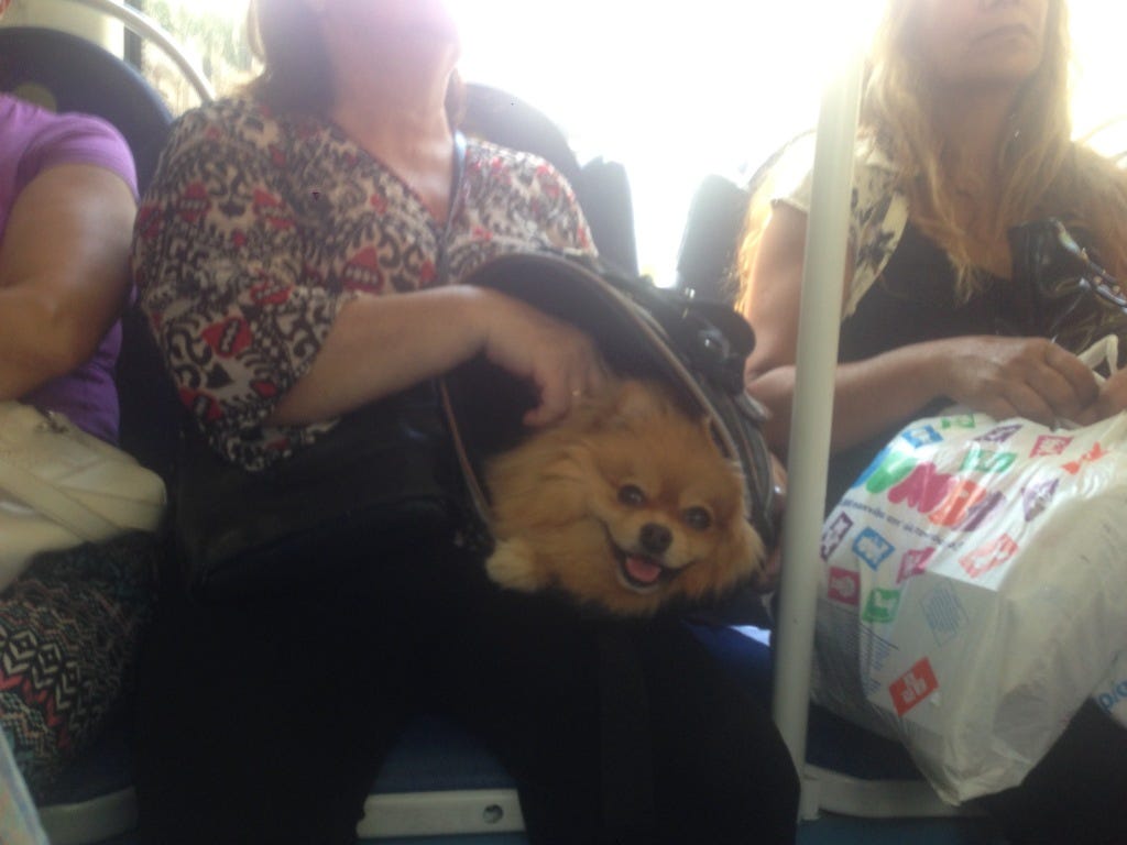 A happy dog. Thank god. A happy dog. Thank god.