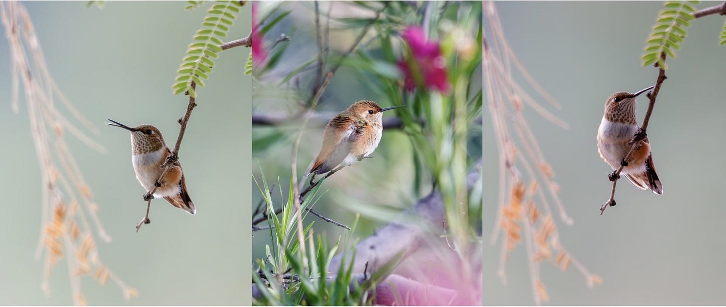 3 images of rufous hummingbirds