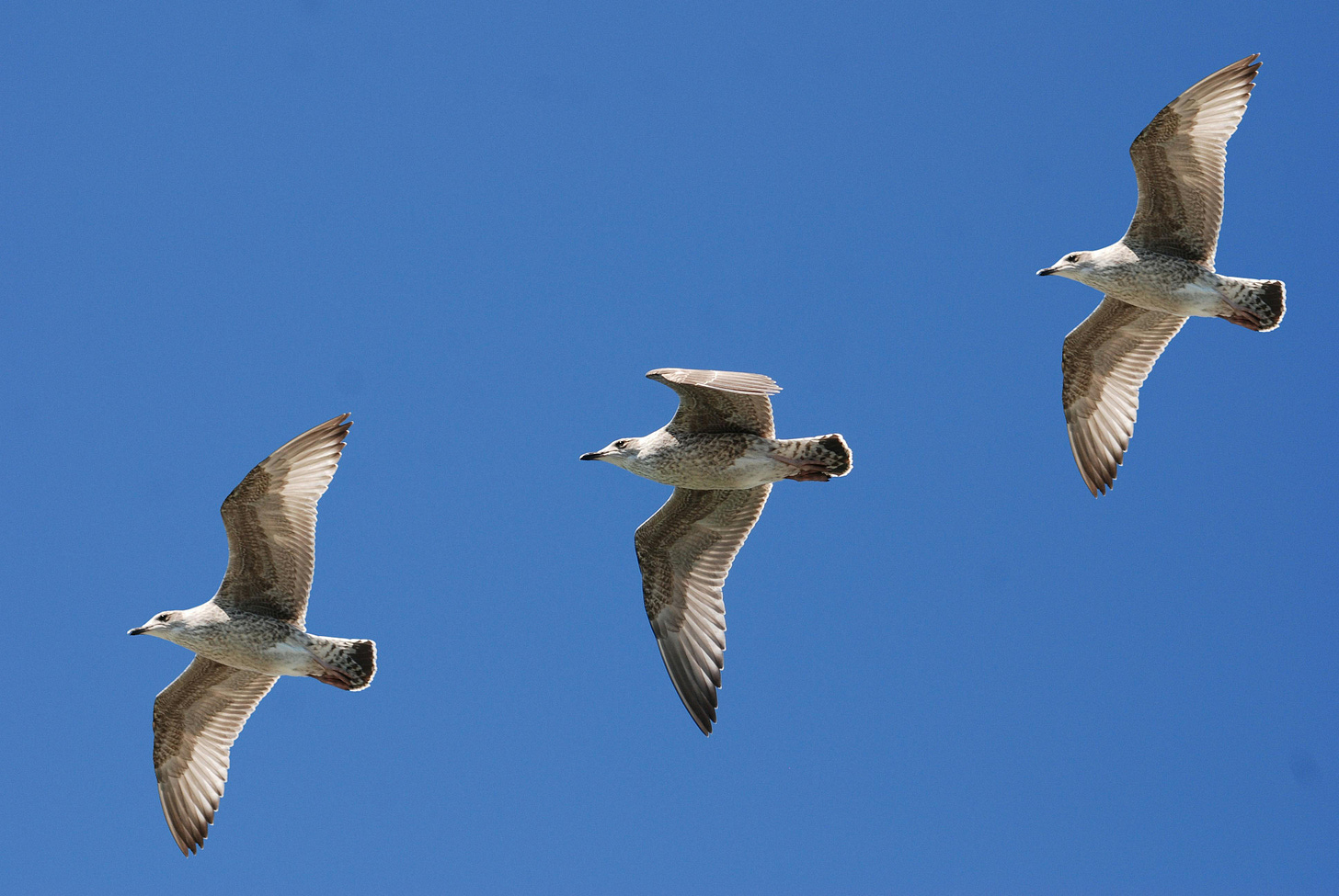 3 White Birds Flying Under Blue Sky · Free Stock Photo