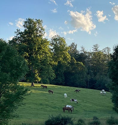 Field with horses at sunset at Biltmore Estate