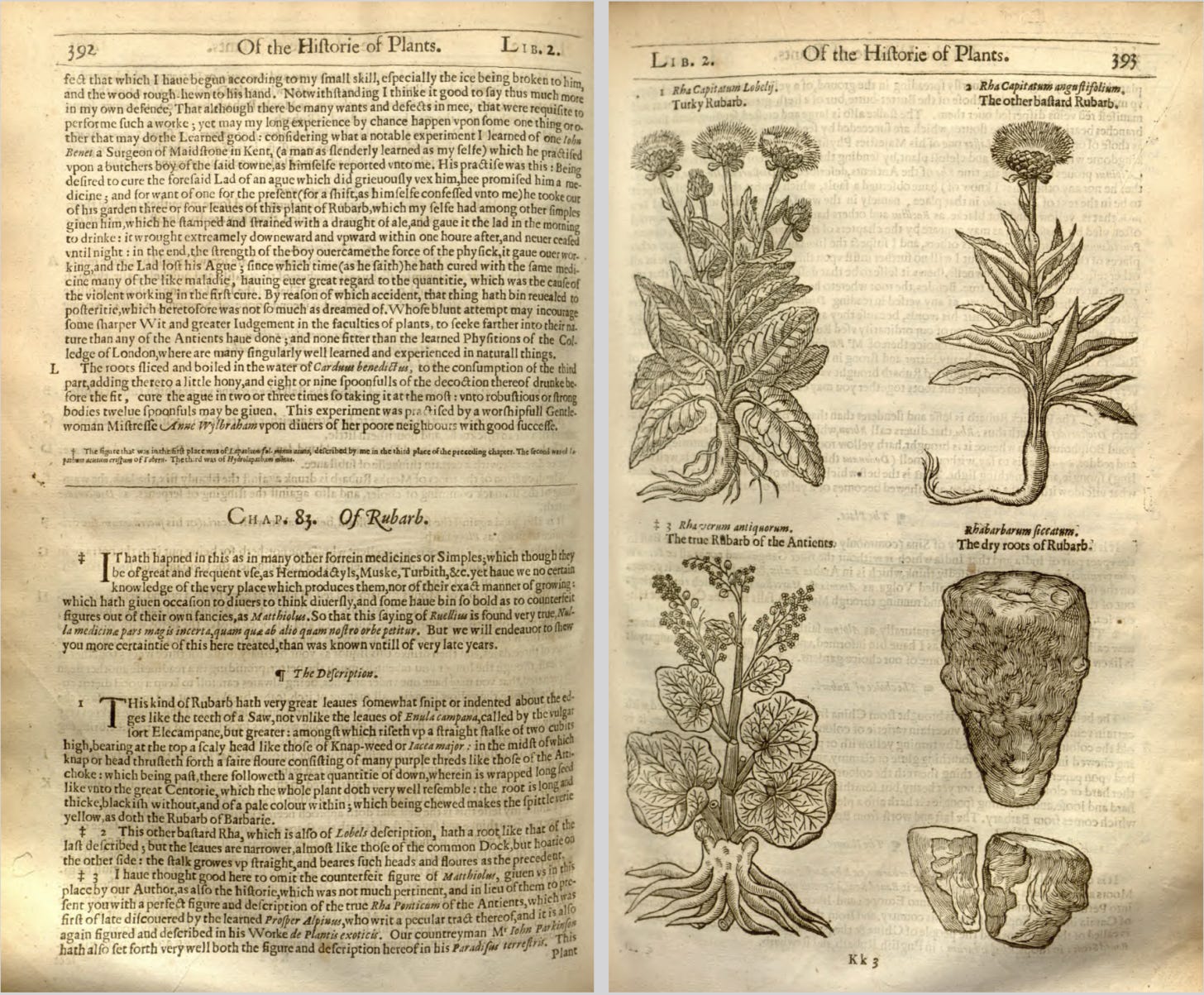 A printed seventeenth-century text with description of 'rubarb' in text and imagesf 