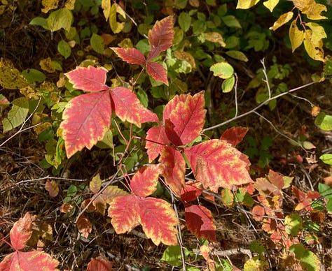 Five pictures, all shrubs in fall foliage.