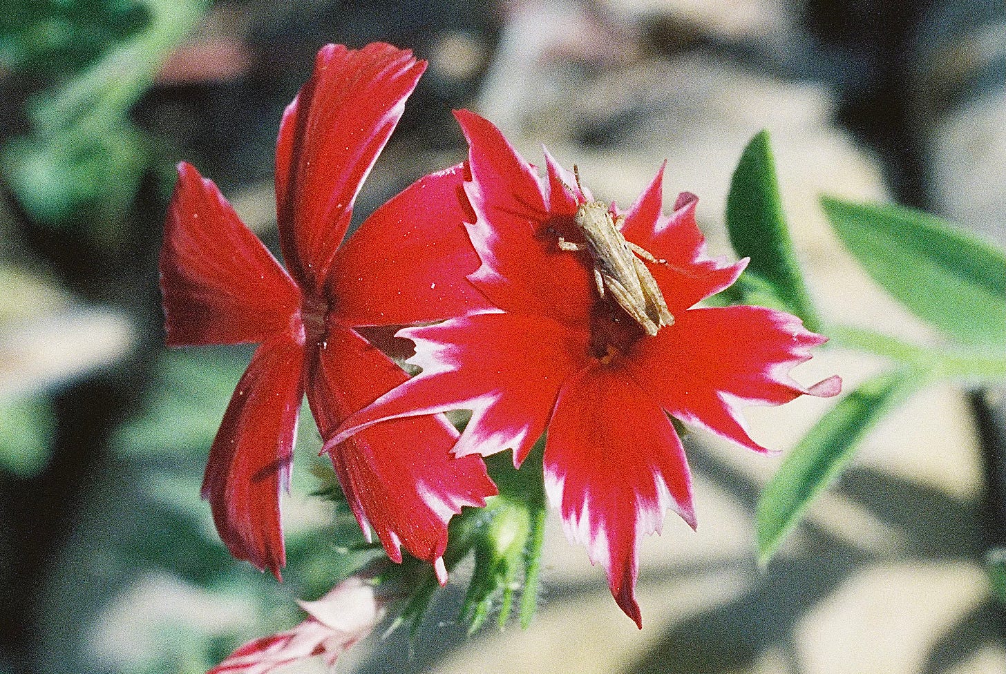 Grasshopper on phlox