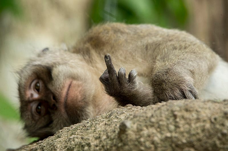 File:Macaque showing the middle finger.jpg File:Macaque showing the middle finger.jpg