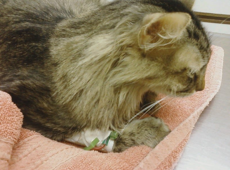 Chase Sick Cats Die Chase Sick Cats Die