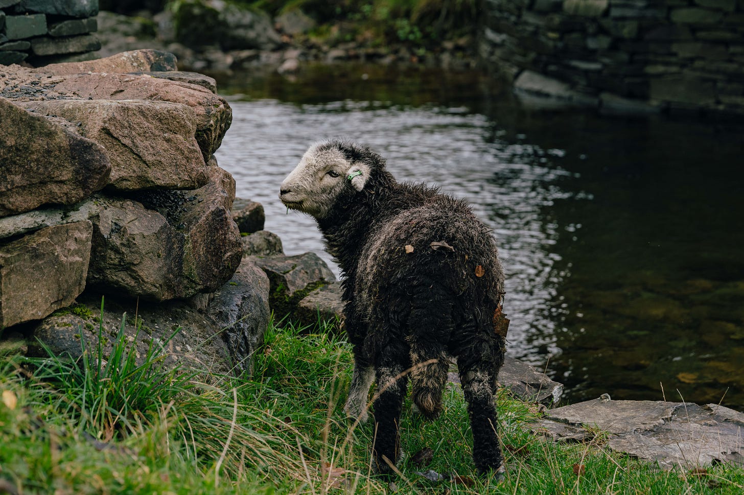 A sheep grazing by the river in the Lake District in Northern England A sheep grazing by the river in the Lake District in Northern England