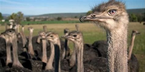 Ostrich Farm Massacre! ... WWIII Precursor?