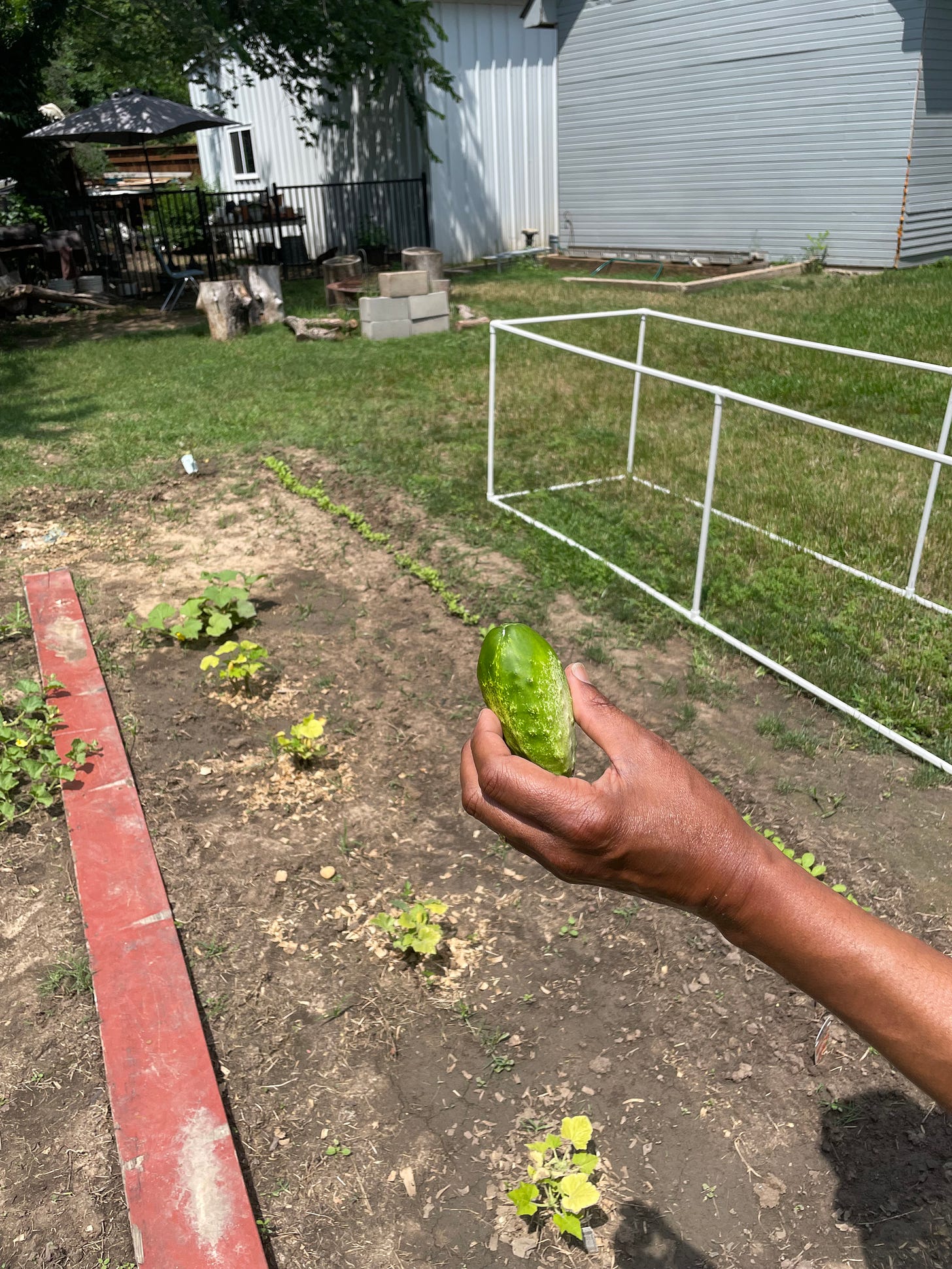 Farmer Brown holds a cucumber up to the camera. 