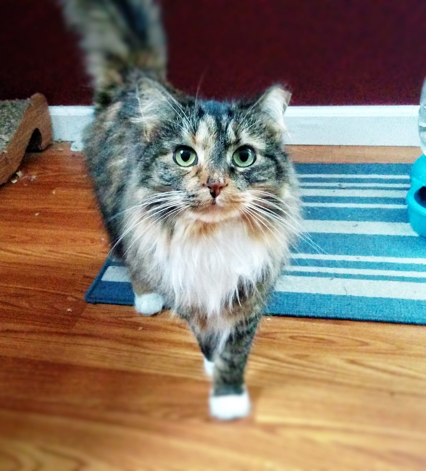 Zoey, a fluffy Maine Coon, caught mid-stride with a torn up cat scratching toy behind her on one side, and her water well on the other. Zoey, a fluffy Maine Coon, caught mid-stride with a torn up cat scratching toy behind her on one side, and her water well on the other.