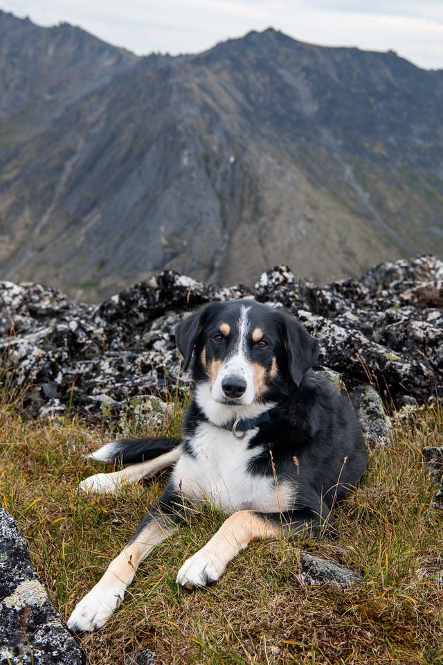 A tricolor dog — black, white, and tan — lies on a lichen-covered rocky summit facing the camera, forelegs crossed, a steep dark mountainside and pale sky behind.