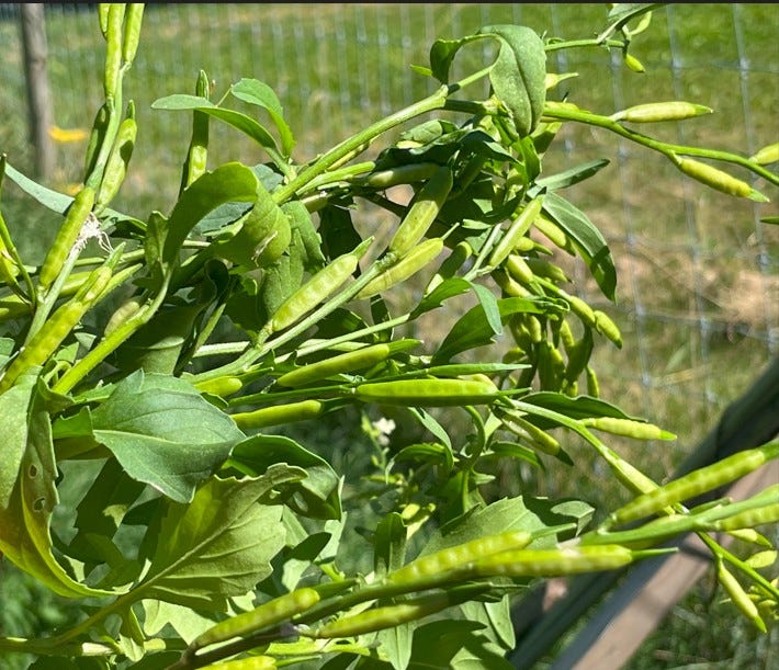 Arugula (rocket) seed pods