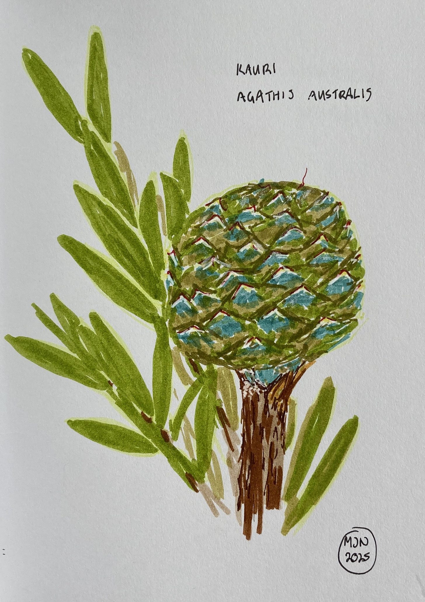 A felt pen drawing of a female cone (green) and a sprig of kauri leaves
