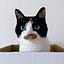 User's avatar