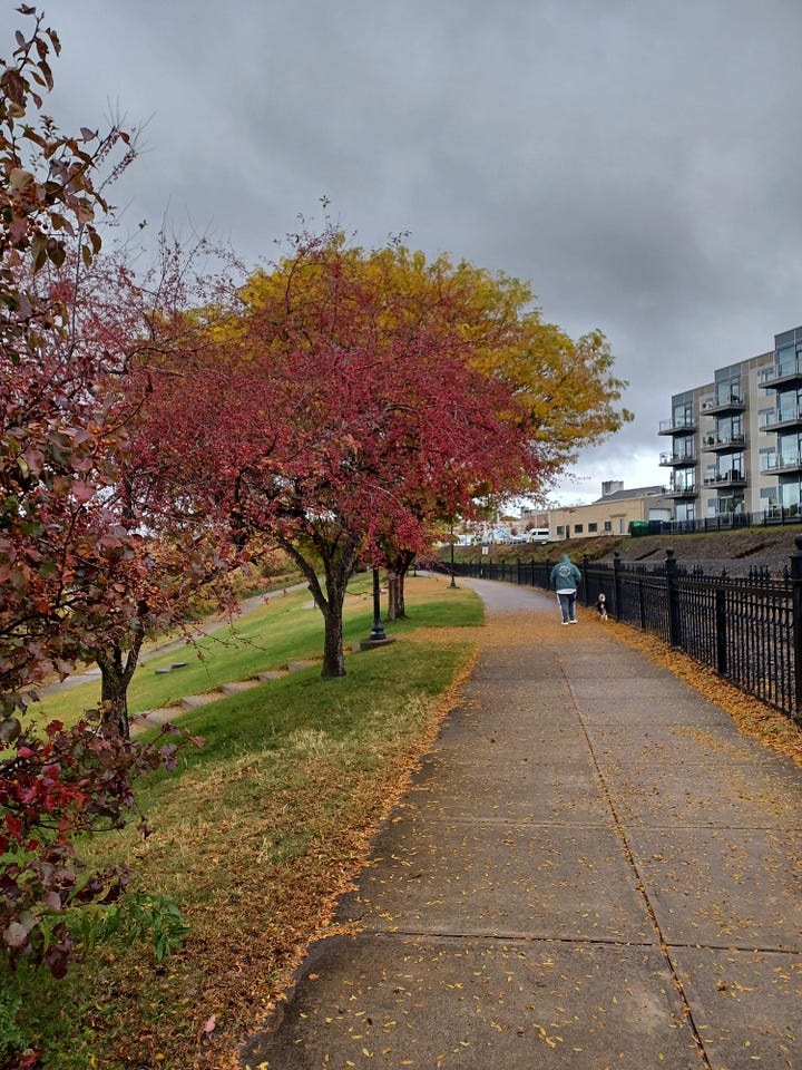Photos of autumn trees and landscapes