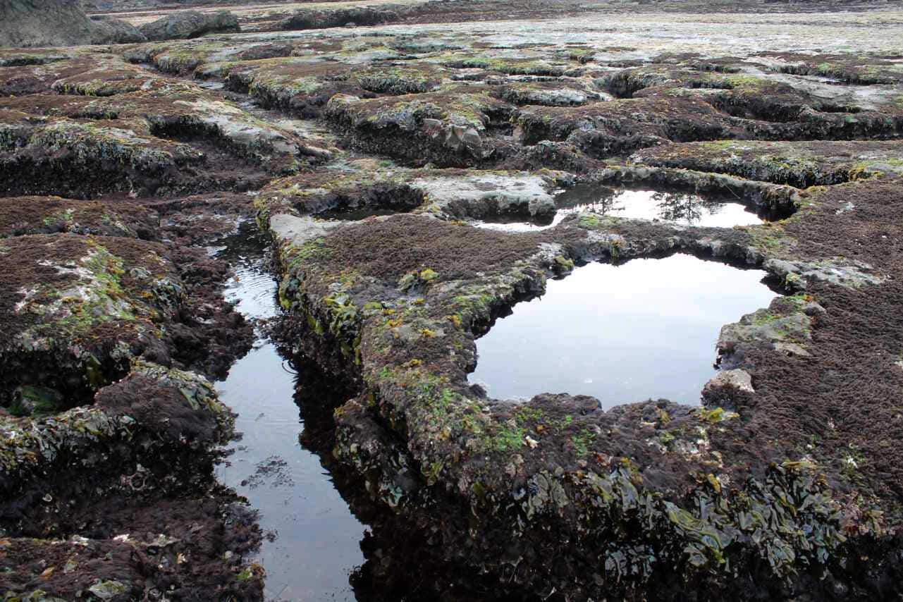 A complex series of rocky tidepools exposed at low tide with tree reflections on the water. A complex series of rocky tidepools exposed at low tide with tree reflections on the water.