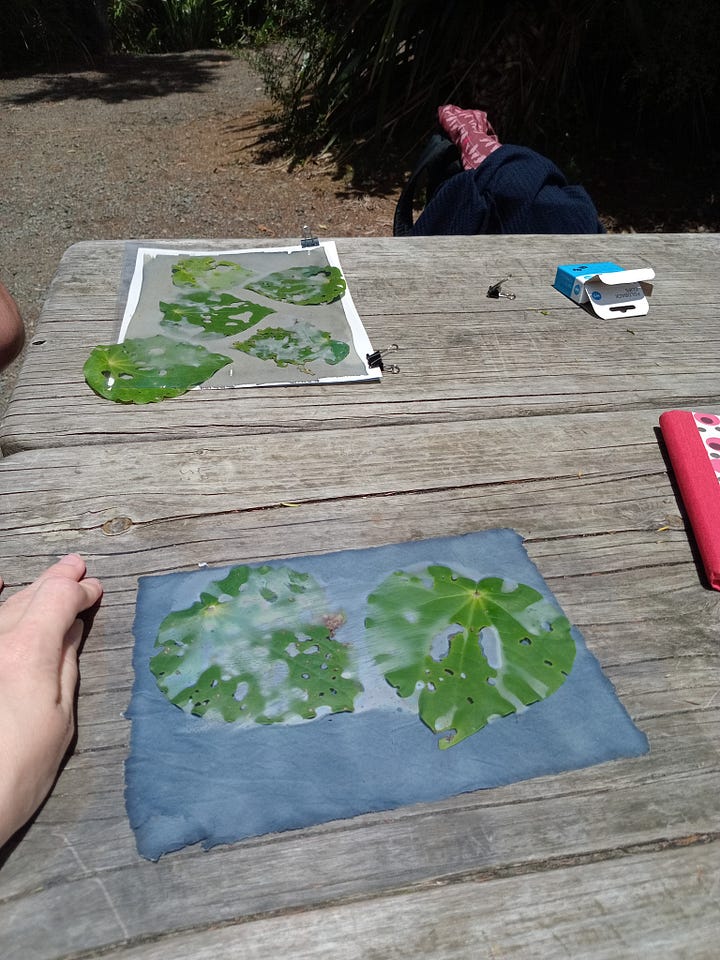 Cyanotypes in situ, image 1 of two kawakawa leaves on top of blue paper beneath a plastic cover, there is condensation with the leaves. In the background another sunprint is in process with and the blue is going grey gold. Image two shows two cyanotypes bright blue after rinsing and drying in the sun.
