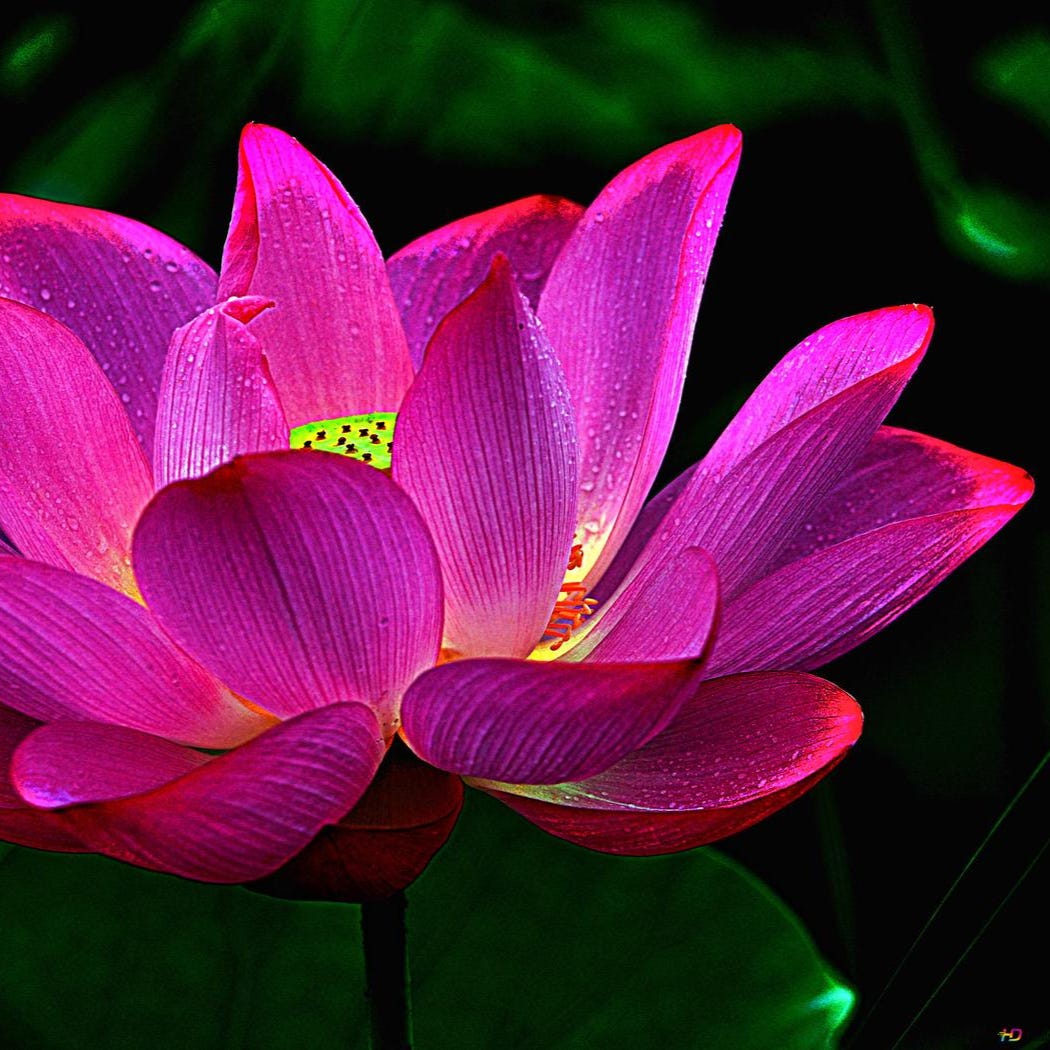 Lotus Sutra Buddhism logo