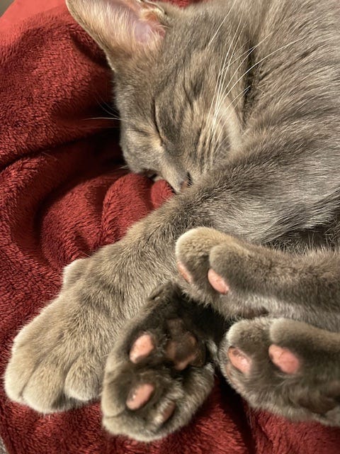 Renob of weedom, cocooning